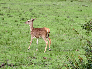 Red Deer. Cervus elaphus. The red deer (Cervus elaphus) is one of the largest deer species. A male red deer is called a stag or hart, and a female is called a doe or hind.