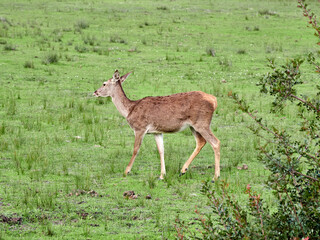 Red Deer. Cervus elaphus. The red deer (Cervus elaphus) is one of the largest deer species. A male red deer is called a stag or hart, and a female is called a doe or hind.