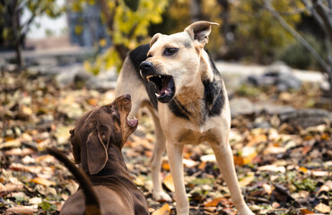 Two domestic dogs playing and dancing in an autumn park. Mix breed dog and dachshund fighting. Love...