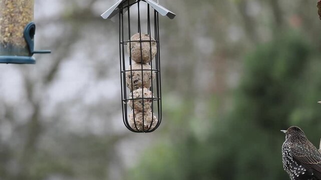 Star (Sturnus vulgaris) 
