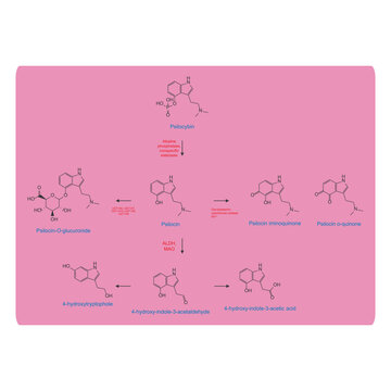 Diagram showing metabolism and biotransformation of Psilocybin into Psilocin and other metabolites. Schematic scientific illustration, skeletal structure.