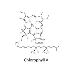 Fototapeta premium Chlorophyll A skeletal structure diagram.Chlorophyll compound molecule scientific illustration.