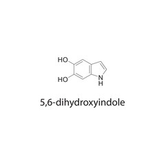 5,6-dihydroxyindole skeletal structure diagram.organic compound molecule scientific illustration.