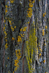 Tree Bark with Yellow Lichen):
A detailed close-up of a textured tree bark covered in vibrant yellow lichen