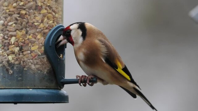 Stieglitz&nbsp;(Carduelis carduelis)          