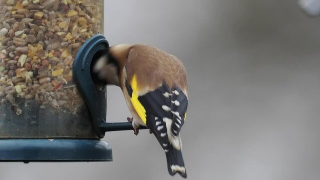 Stieglitz&nbsp;(Carduelis carduelis)          