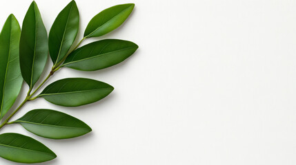 Fototapeta premium Green Branch on White: Lush, vibrant green leaves of a branch arranged elegantly on a clean backdrop. Perfect for adding a touch of nature to your designs. 