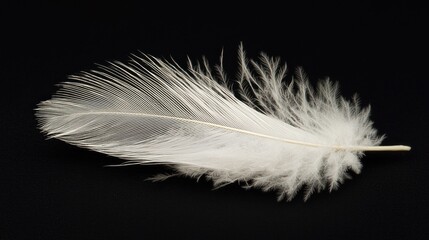 a feather, representing softness and delicacy.