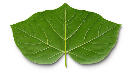 Green Leaf with Detailed Veins: A close-up of a vibrant green leaf, revealing intricate veins and a unique shape. This image offers a natural beauty and symbolic representation of growth, nature.