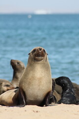 Fototapeta premium island sea lion