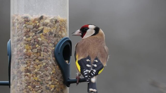 Stieglitz&nbsp;(Carduelis carduelis)          