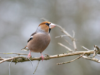 Kernbeißer (Coccothraustes coccothraustes)     