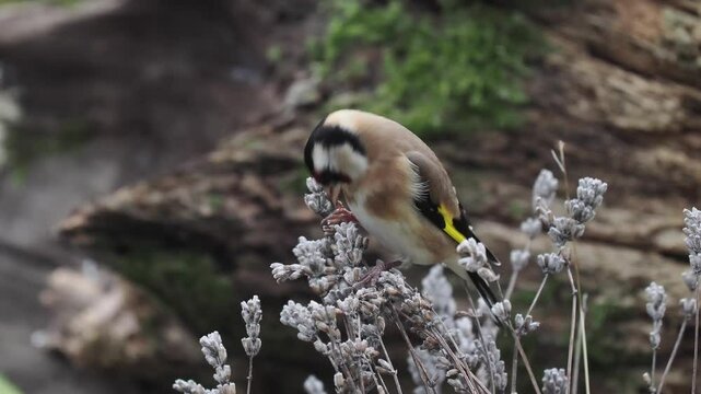 Stieglitz&nbsp;(Carduelis carduelis)          