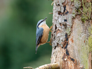 Kleiber (Sitta europaea)       