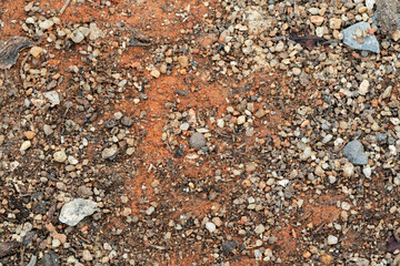 Close-up of textured stone and shells on a sandy beach