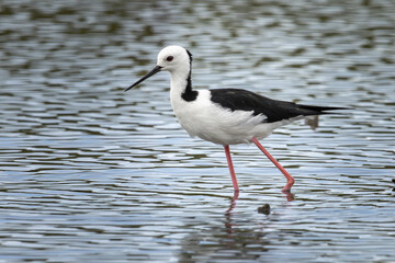 A  Pied Stilt wading in water