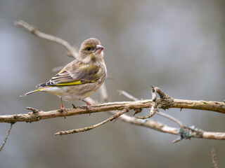 Grünfink (Chloris chloris)    