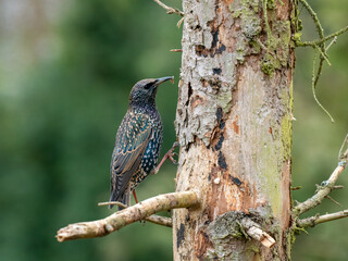 Star (Sturnus vulgaris)         