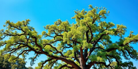 Majestic live oak tree with sprawling branches and lush green foliage against the blue sky, foliage, lush