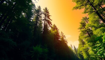 A breathtaking sunset paints the sky in vibrant orange hues as tall trees create a majestic canopy.