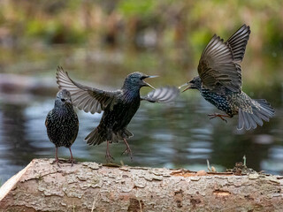 Star (Sturnus vulgaris)    