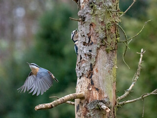 Kleiber (Sitta europaea)     