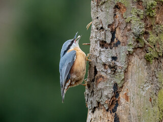 Kleiber (Sitta europaea)     