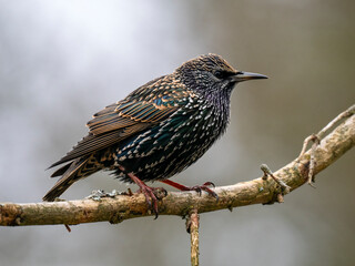 Star (Sturnus vulgaris)    