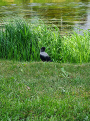 Baby crow on the grass