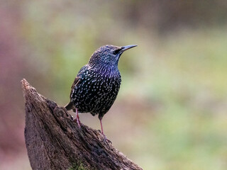 Star (Sturnus vulgaris)         