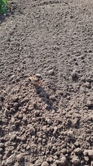 Sparrow on the ground