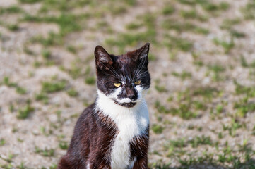 Junge Katze mit schwarz-weissem Fell sitzt am Strand