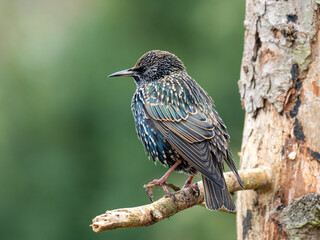 Star (Sturnus vulgaris)    