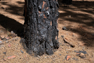 charred tree, burned trees in forest after fire