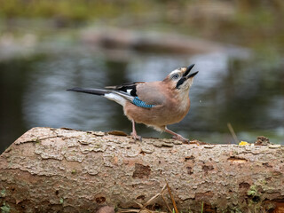 Eichelhäher (Garrulus glandarius)      