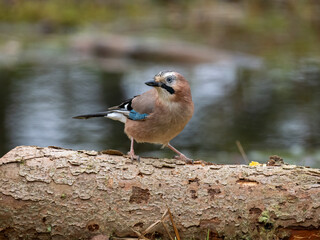 Eichelhäher (Garrulus glandarius)      