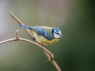 Obraz premium aBlaumeise&nbsp;(Cyanistes caeruleu)