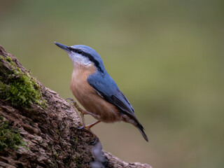 Kleiber (Sitta europaea)