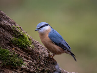 Kleiber (Sitta europaea)