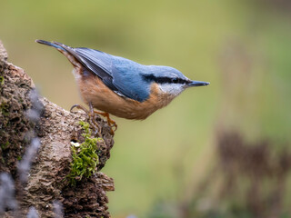 Kleiber (Sitta europaea)