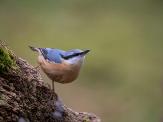 Kleiber (Sitta europaea)
