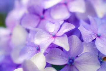 水滴が輝く紫陽花のクローズアップ写真