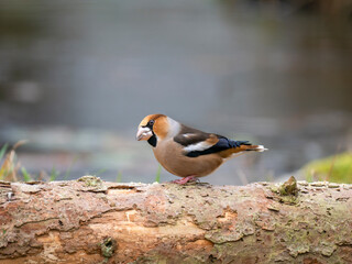 Kernbeißer (Coccothraustes coccothraustes)