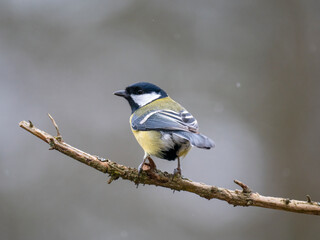 Kohlmeise (Parus major)