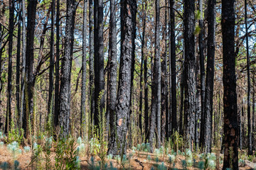  burned trees in forest after fire, charred pine tree,