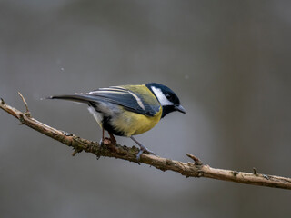 Kohlmeise (Parus major)