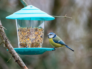 Naklejka premium Blaumeise&nbsp;(Cyanistes caeruleu)