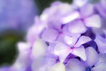 水滴が輝く紫陽花のクローズアップ写真