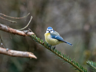 Blaumeise (Cyanistes caeruleu)