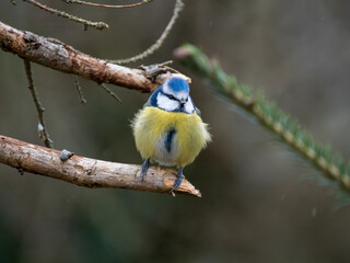 Blaumeise (Cyanistes caeruleu)